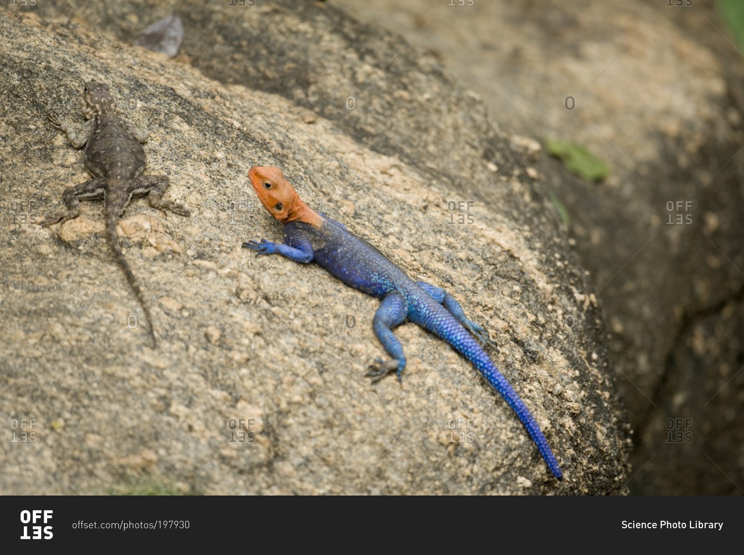 Lizards on a rock in Tanzania