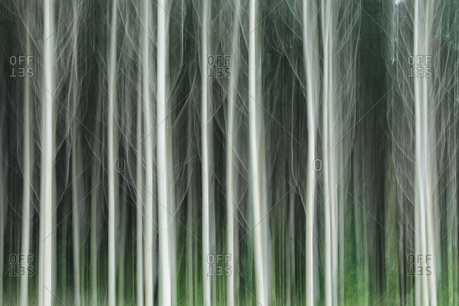 Blurry trees in Urbasa-Andia Natural Park