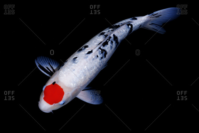 Black and white koi with red spot in a pond