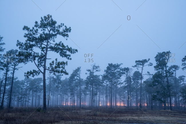 Forest fire in the Pine Barrens