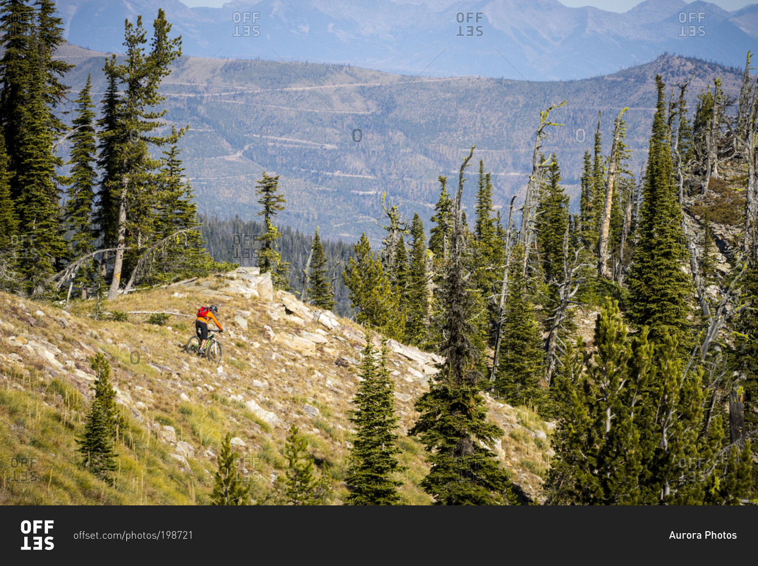 A mountain biker descends a ridge near Sheep Mountain in the Rattlesnake Recreation area near Missoula, Montana