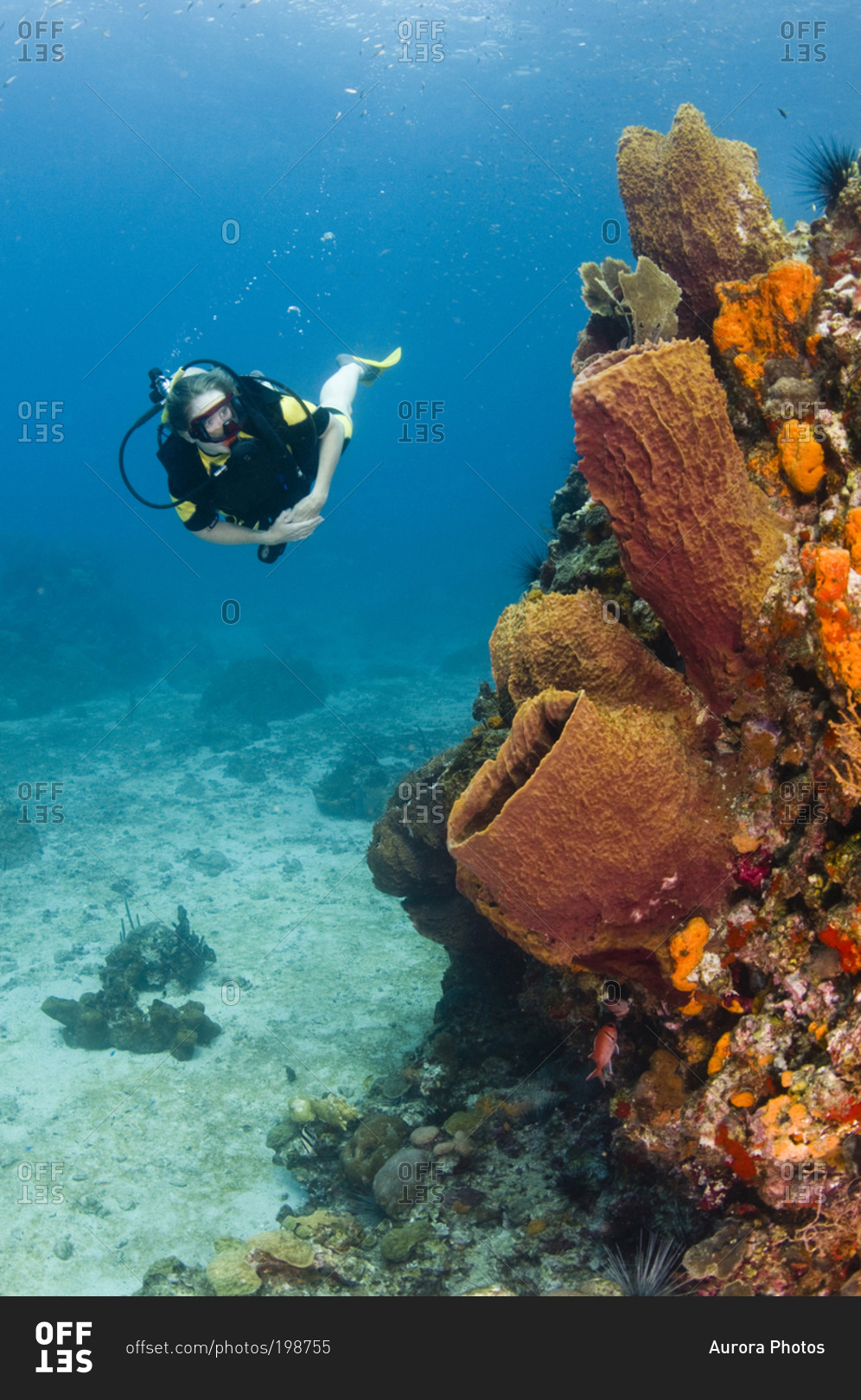 A female diver explores a barrel sponge and corals, St Lucia