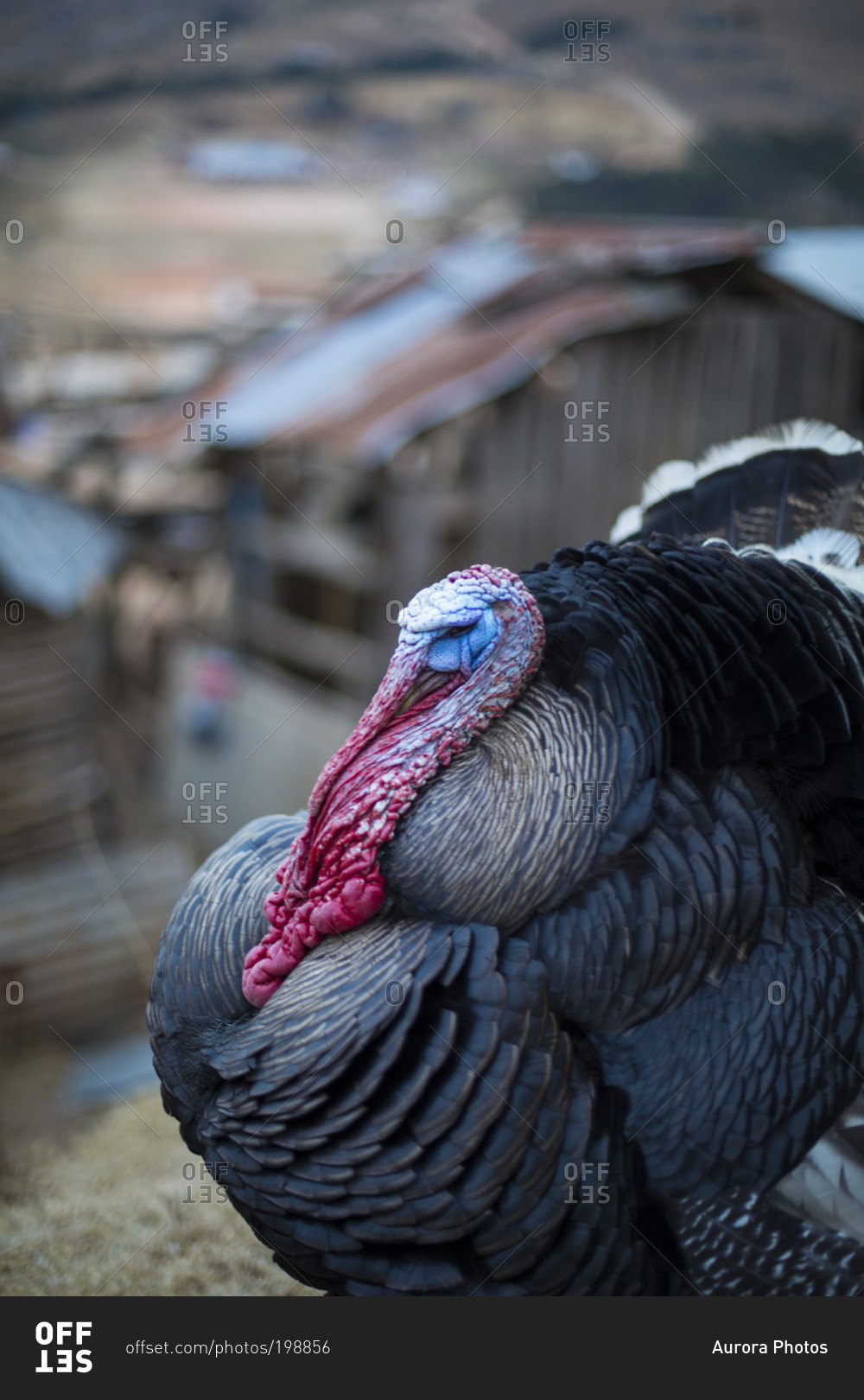 A colorful turkey stands before its home
