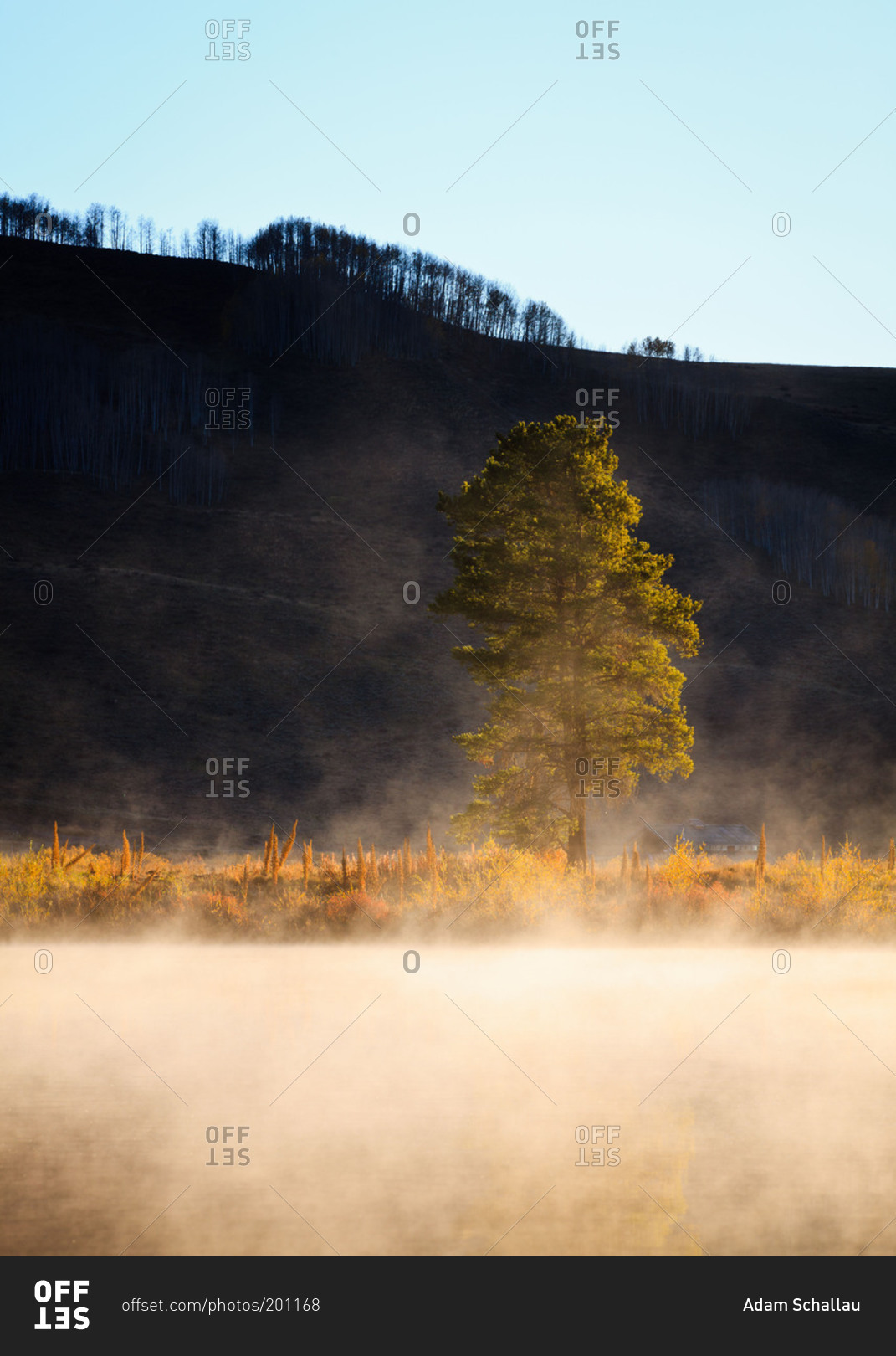 A tree rises out of the fog on Peanut Lake, Crested Butte, Colorado