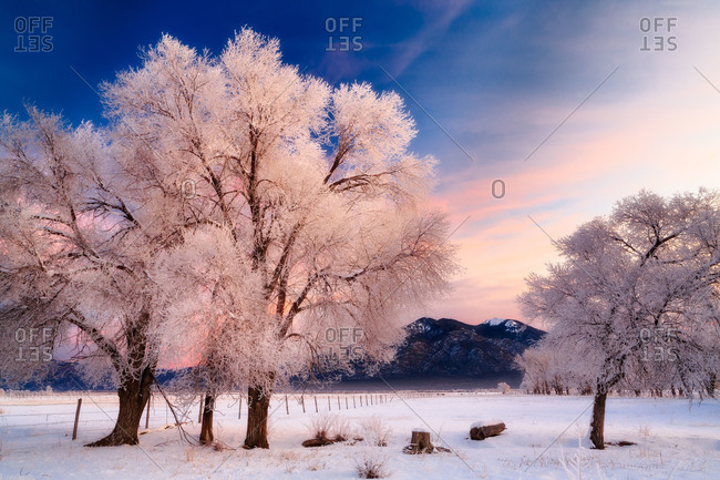 Winter trees in Taos, New Mexico, USA