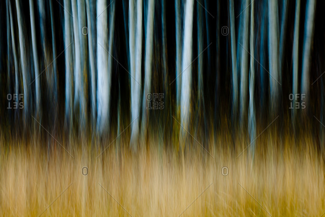 Blurry image of tree trunks and grass