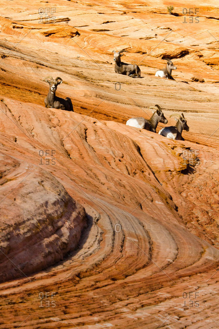A herd of Desert Bighorn Sheep in Zion National Park, Utah, USA