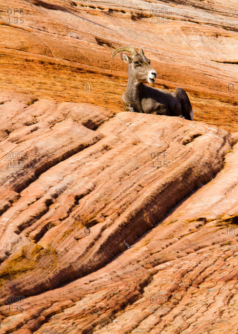 Desert Bighorn Sheep at Zion National Park in Utah, USA
