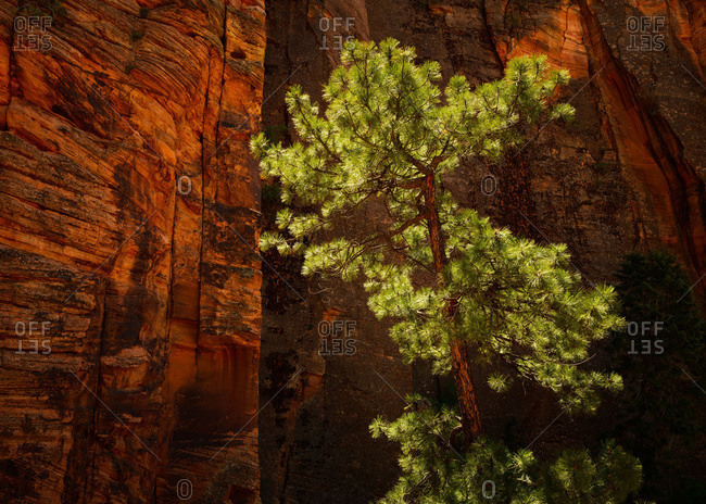 Ponderosa pine tree at Zion National Park, Utah, USA