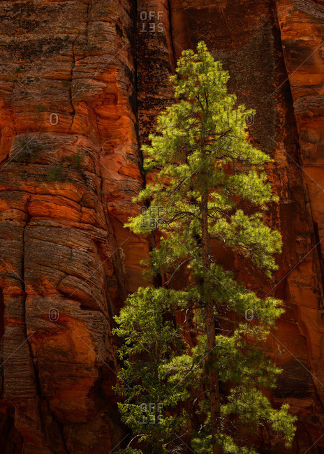 Ponderosa pine tree on the east side of Zion National Park, Utah, USA