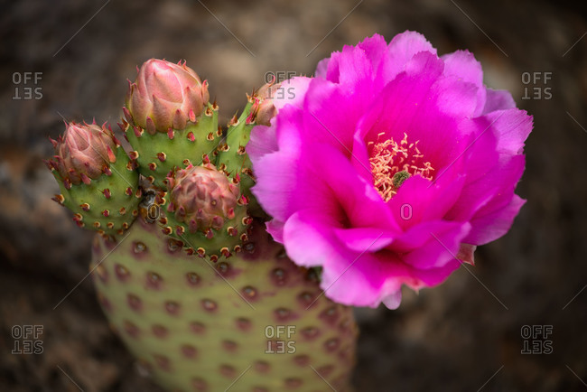 Prickly pear cactus flower in spring at Zion National Park in Utah, USA
