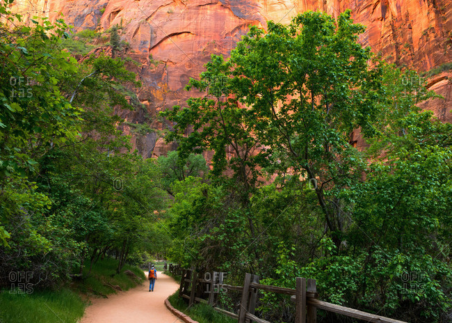 Fremont Cottonwood trees at the Riverside Walk in Zion National Park, Utah, USA