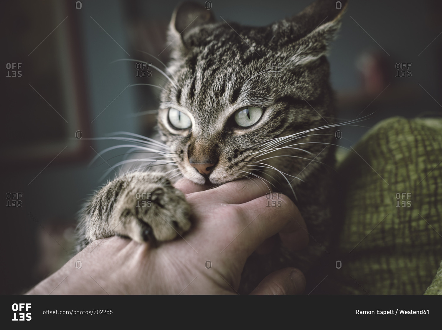 Portrait of tabby cat biting and scratching owner's hand