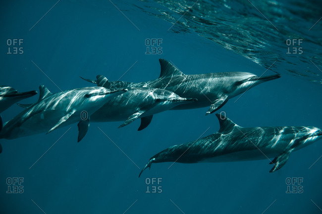 Spinner dolphins swimming in the Pacific Ocean