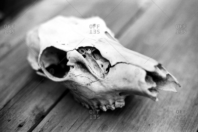Animal skull on deck boards stock photo - OFFSET