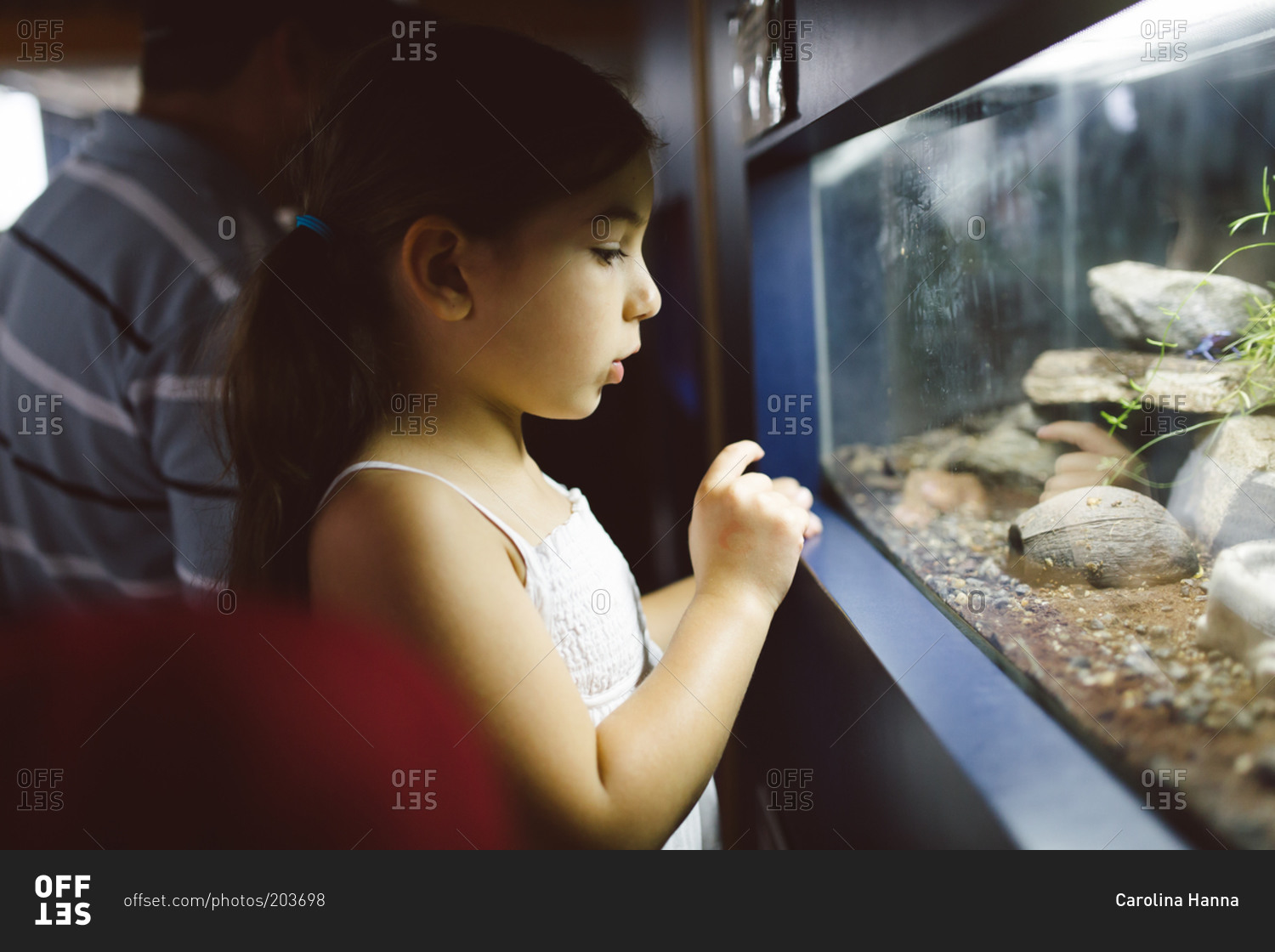 Young girl looking in a reptile habitat tank