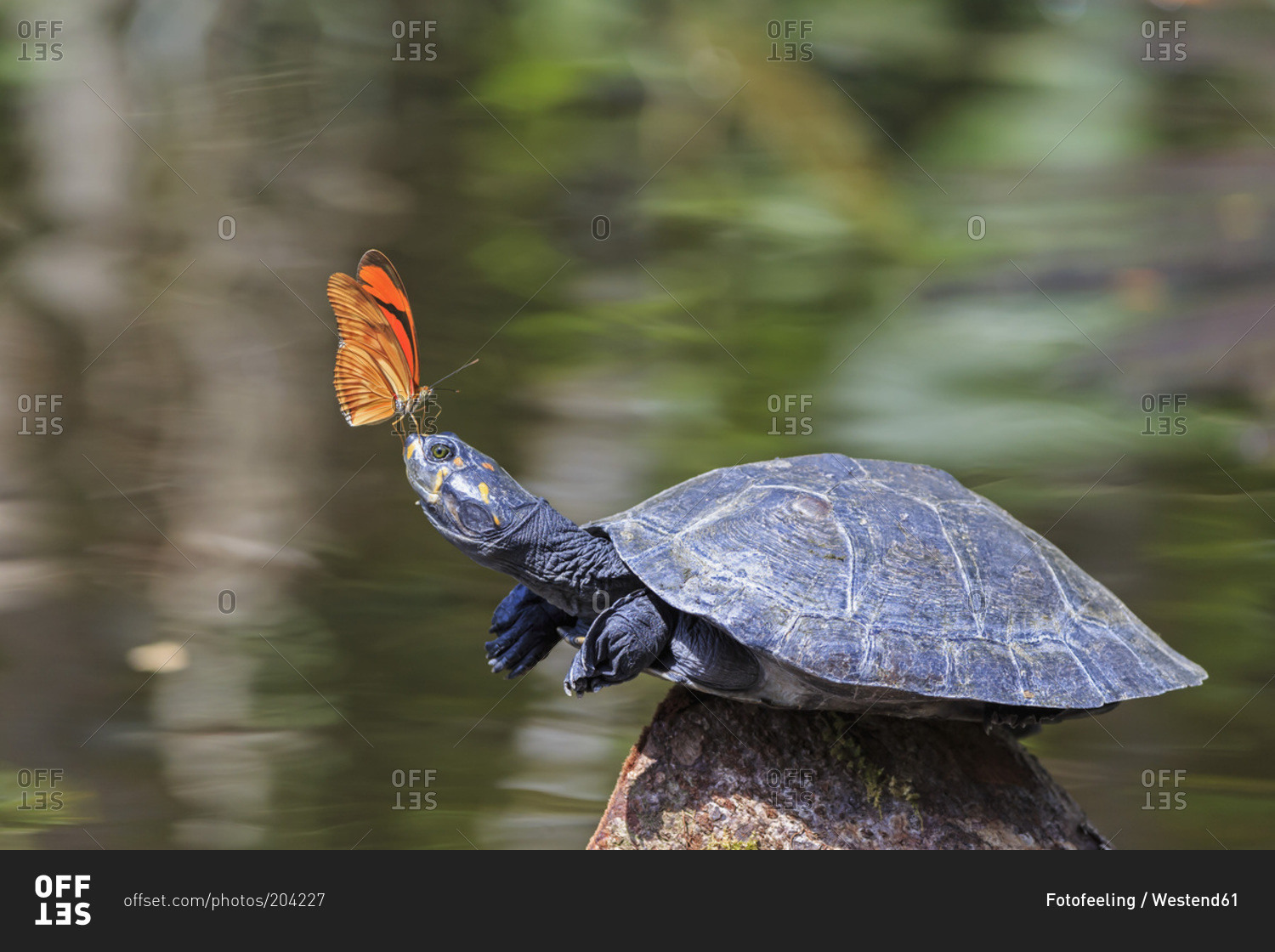 Julia butterfly on the nose of a yellow-spotted river turtle, Amazon River, Ecuador