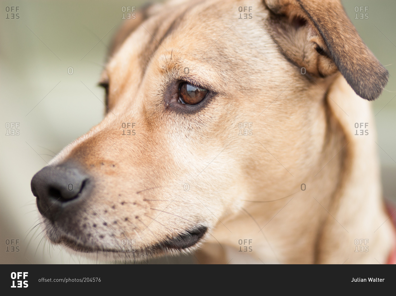 Portrait of an alert dog