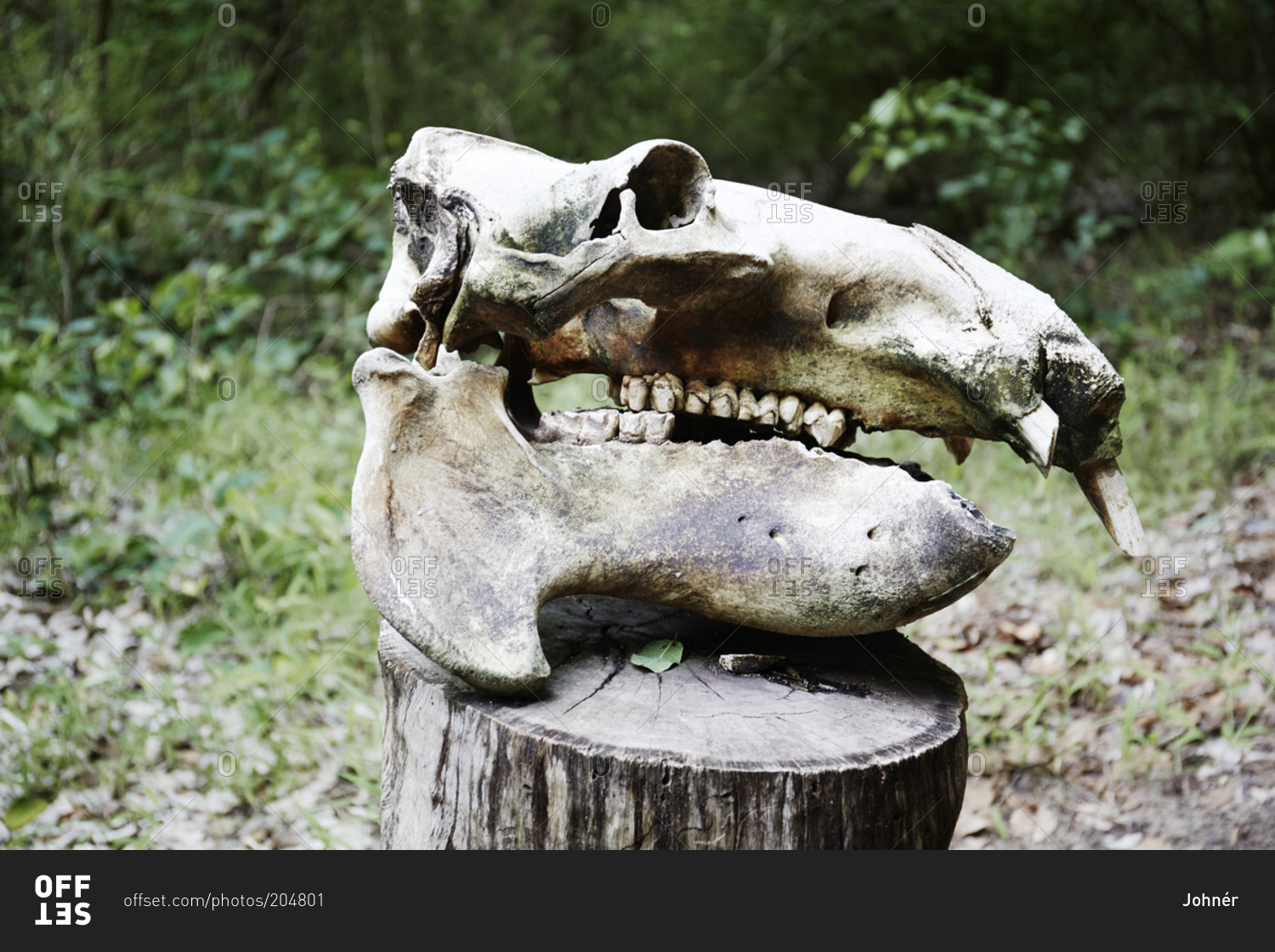 Animal skull on stump