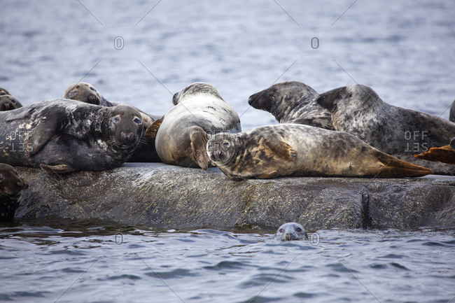 Colony of seals lying on rocks