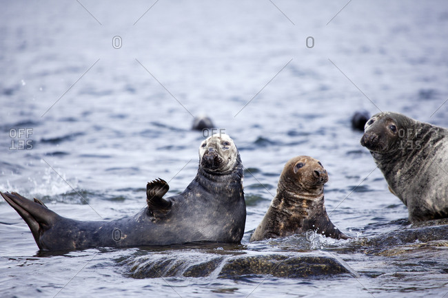 Colony of seals on rocks