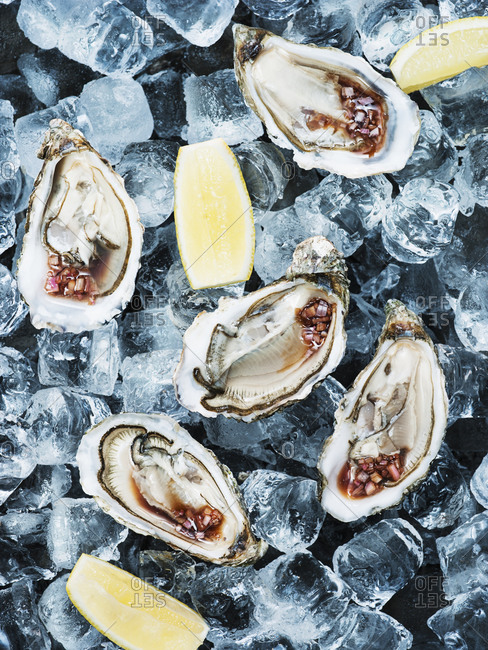 Oysters on ice cubes - Offset