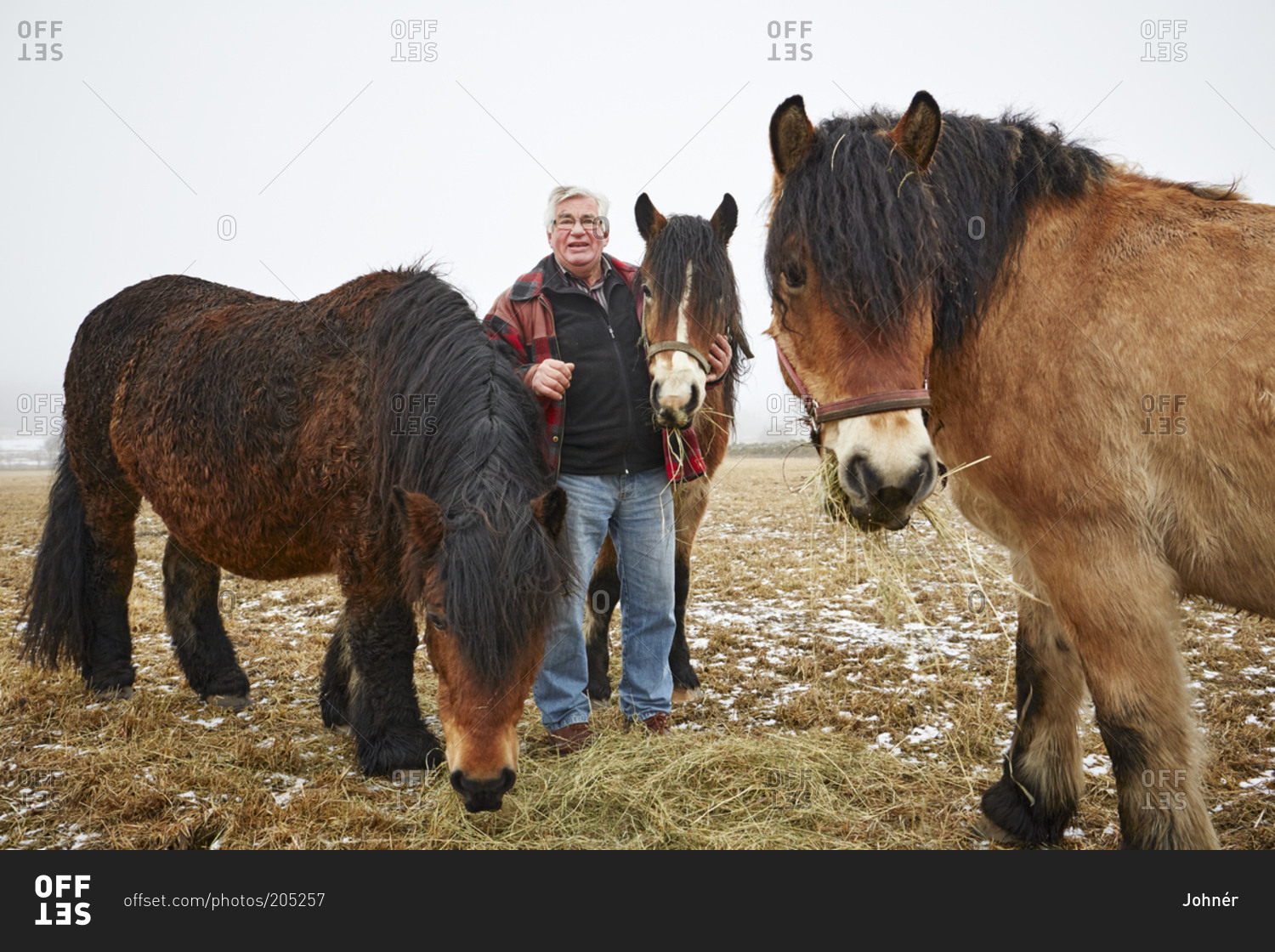 Senior man with horses