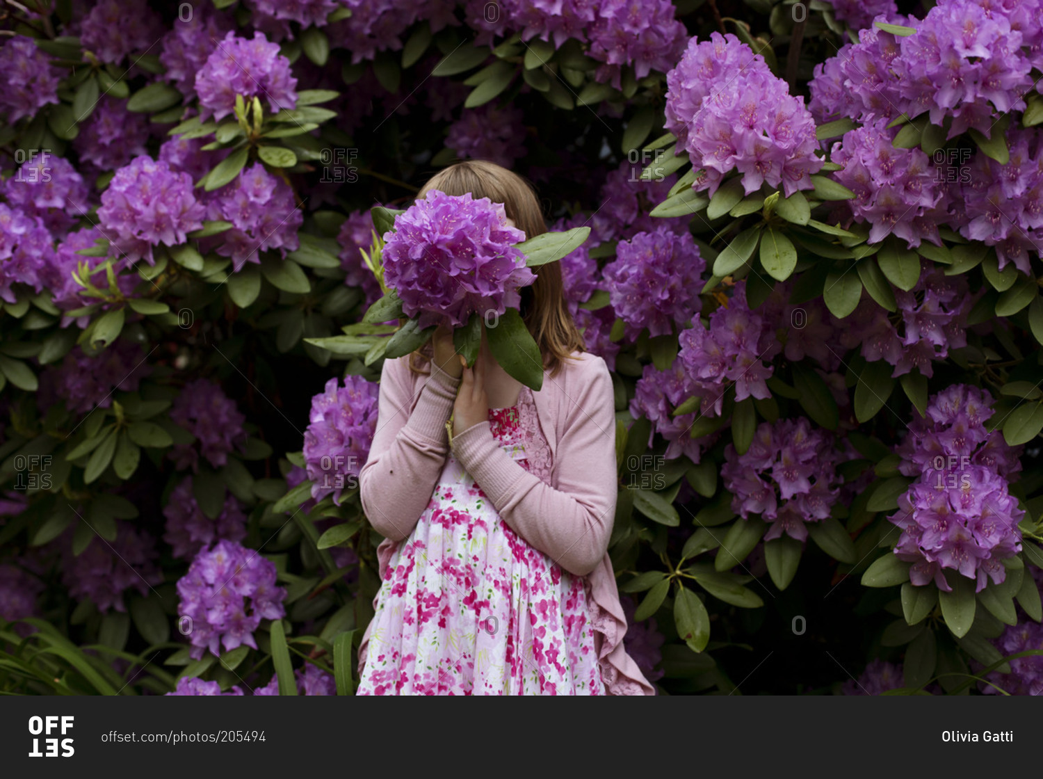 Girl standing in front of rhododendron bush with flower covering her face