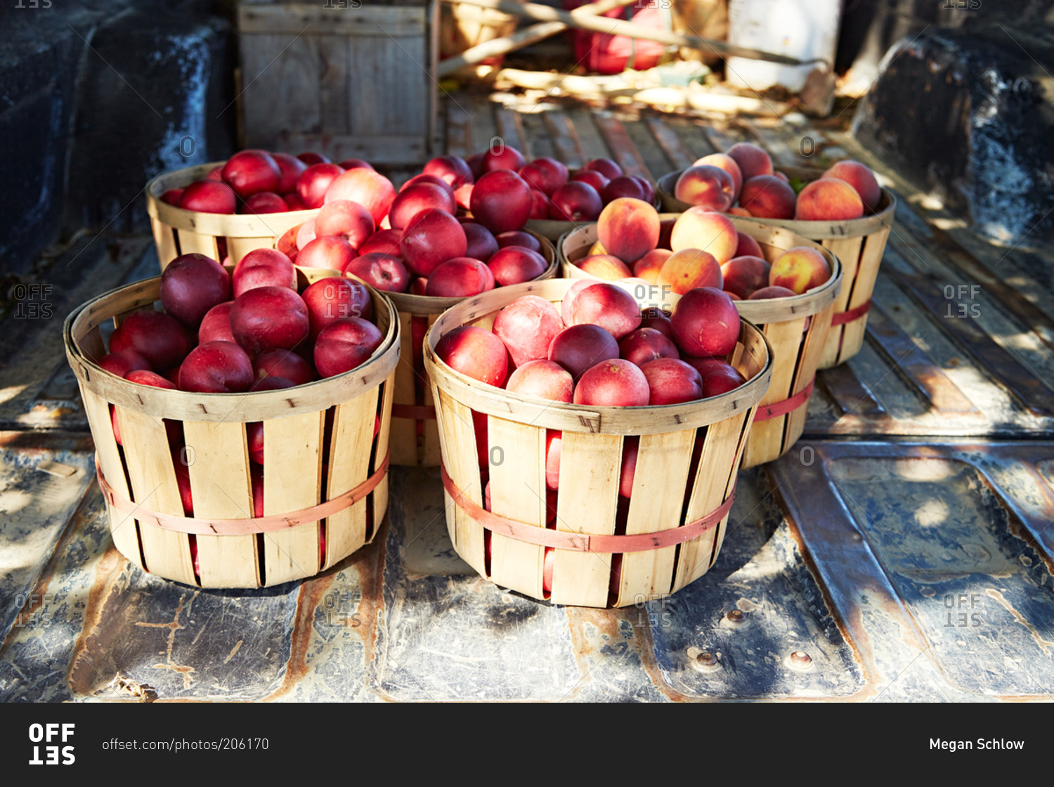 Baskets of freshly picked apples in a pickup truck