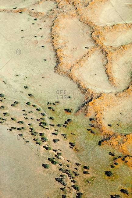 Trees dotting the Namibian landscape