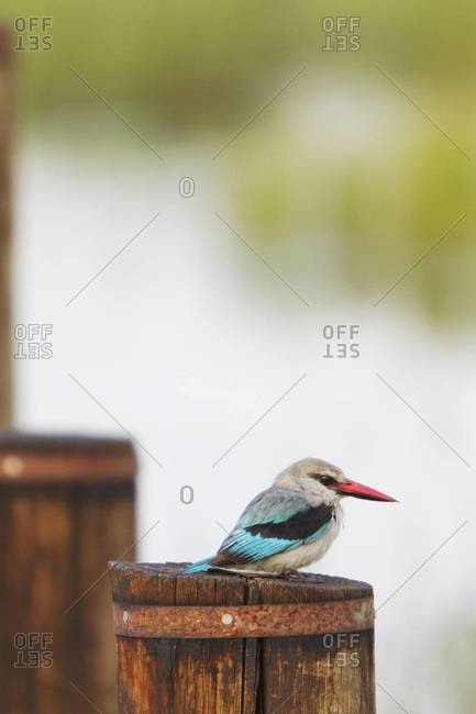 A Kingfisher bird in Botswana