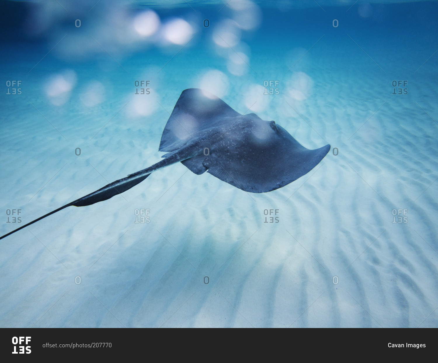 Single stingray swimming in shallow water