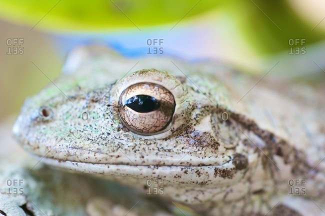 Big eye of frog