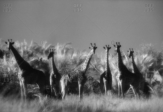 Reticulated giraffes in Botswana, Africa