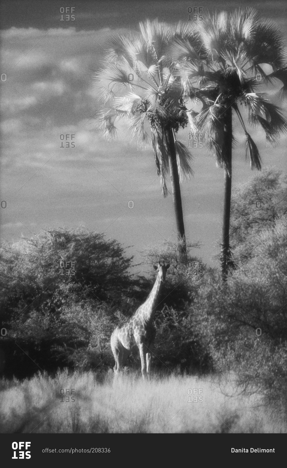 Giraffe at a cabbage palm in Botswana, Africa