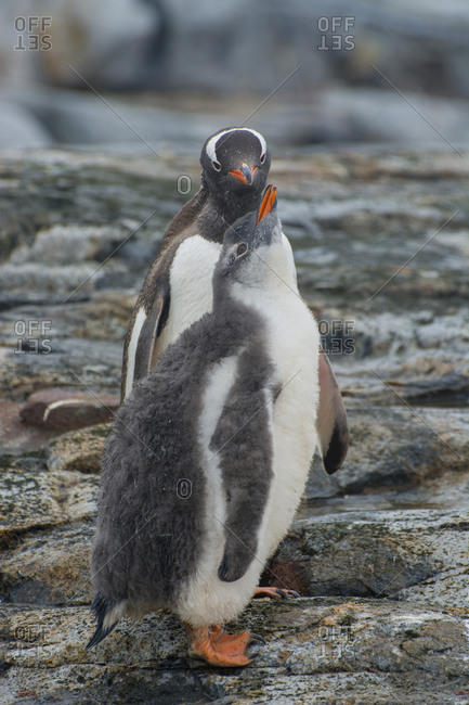 Juvenile Gentoo penguin begging for food in Petermann Island, Antractica