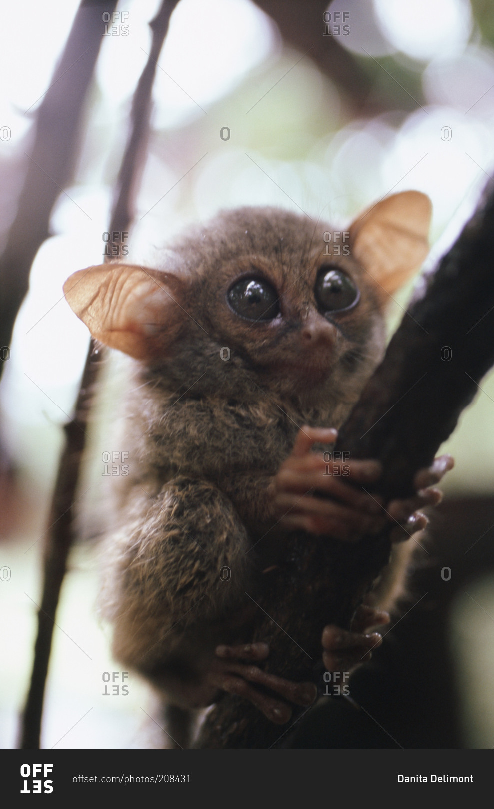 Wild tarsier sitting on a tree in North Sulawesi, Indonesia