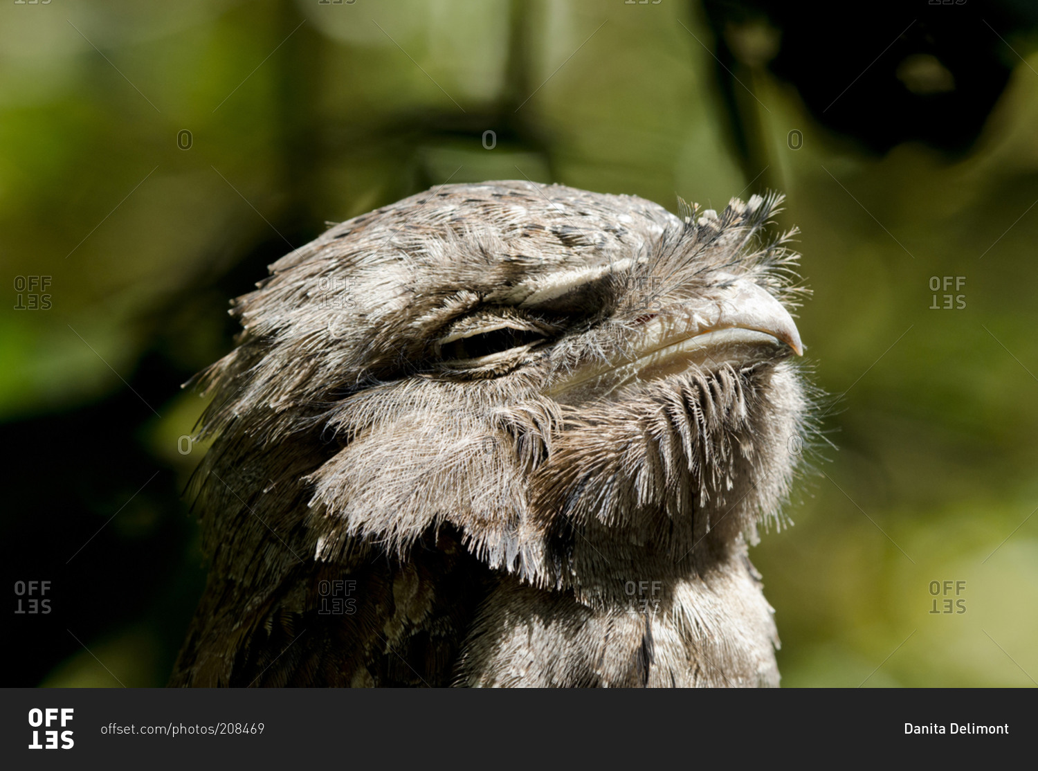 Tawny frogmouth in the Territory Wildlife Park, Northern Territory of Australia