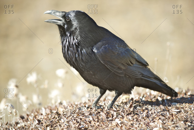 Side view of a common raven