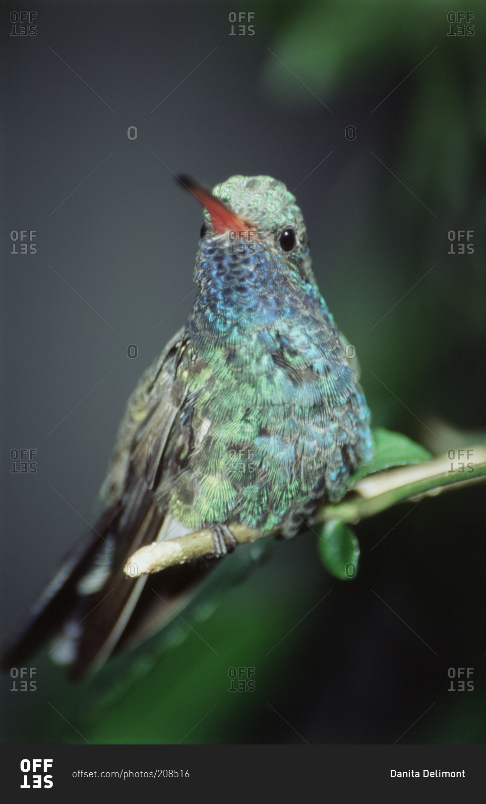 Humming�bird perching on a twig in Westmorland, UK