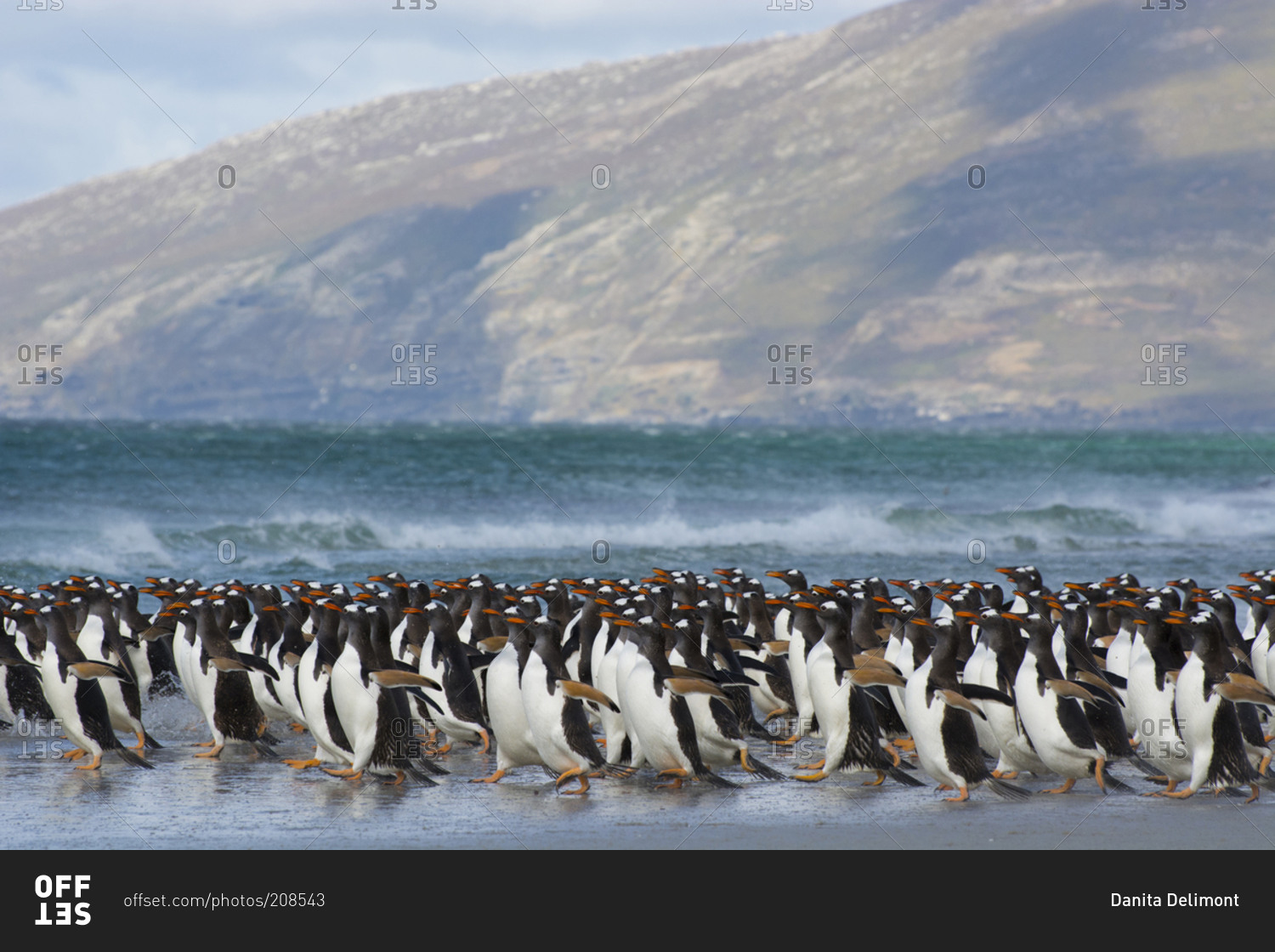 Gentoo penguins rushing into the water on the Falkland Islands