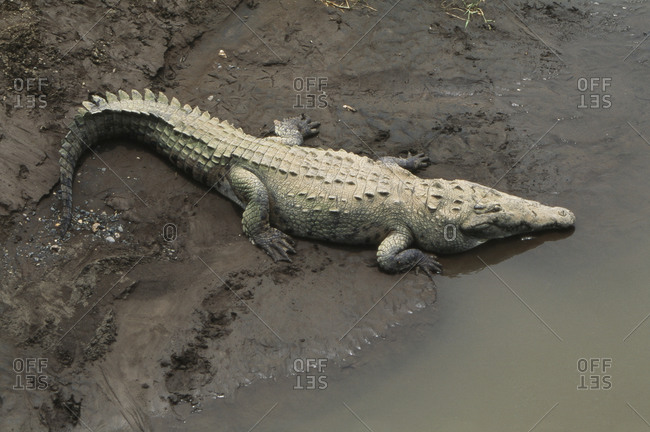 American crocodile resting on the bank of Tarcoles River, Costa Rica