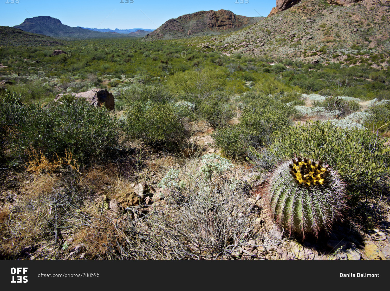 Barrel Cactus blooms in a desert wash in Organ Pipe National Monument, Arizona