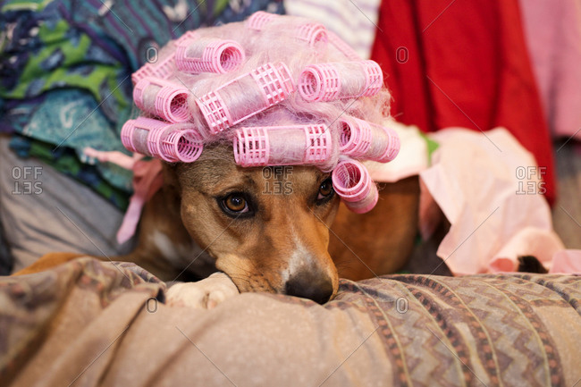 Dog wearing a wig with hair curlers stock photo - OFFSET