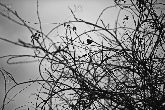 Silhouette of lone bird on barren branches