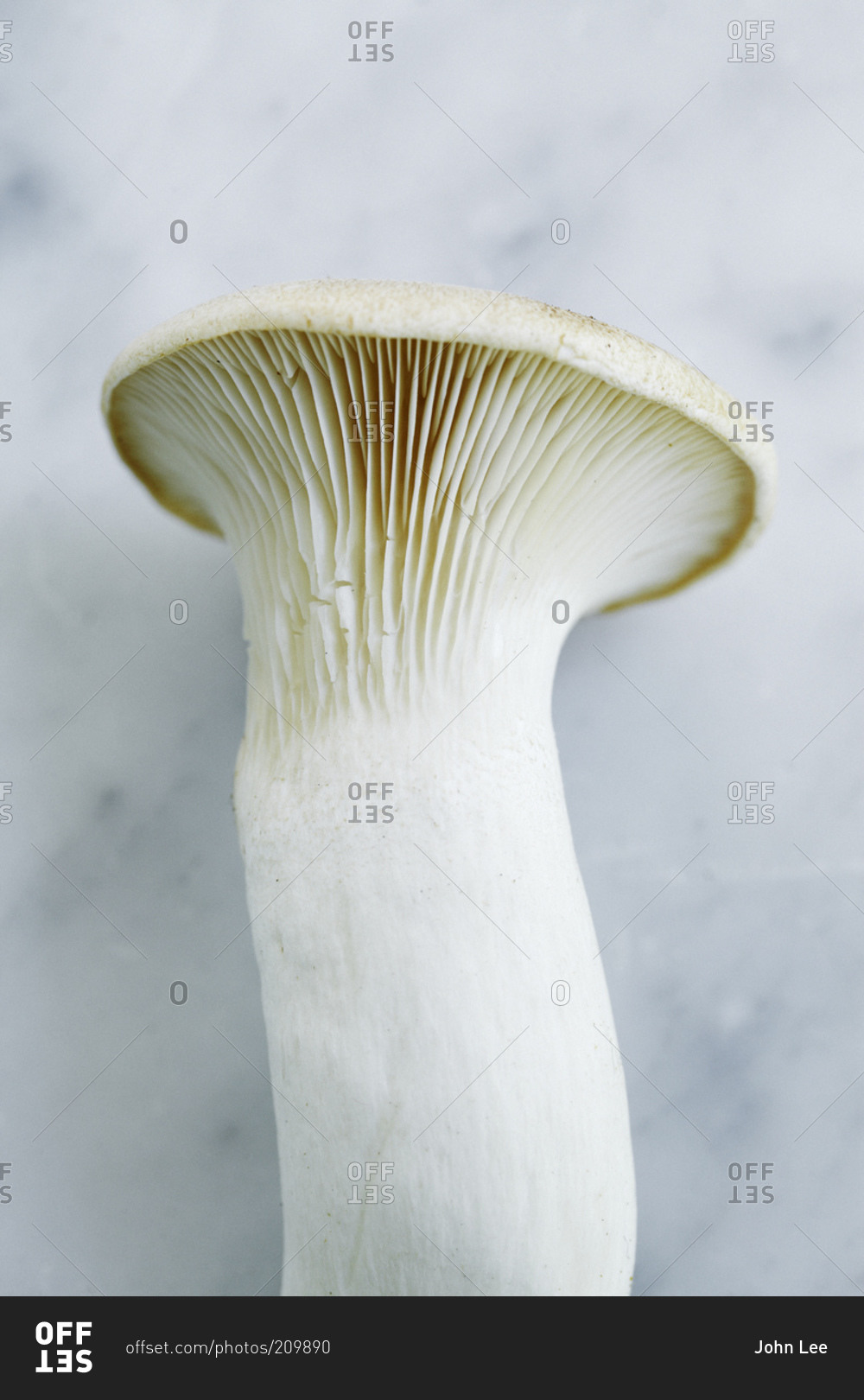 Close up of a king trumpet mushroom