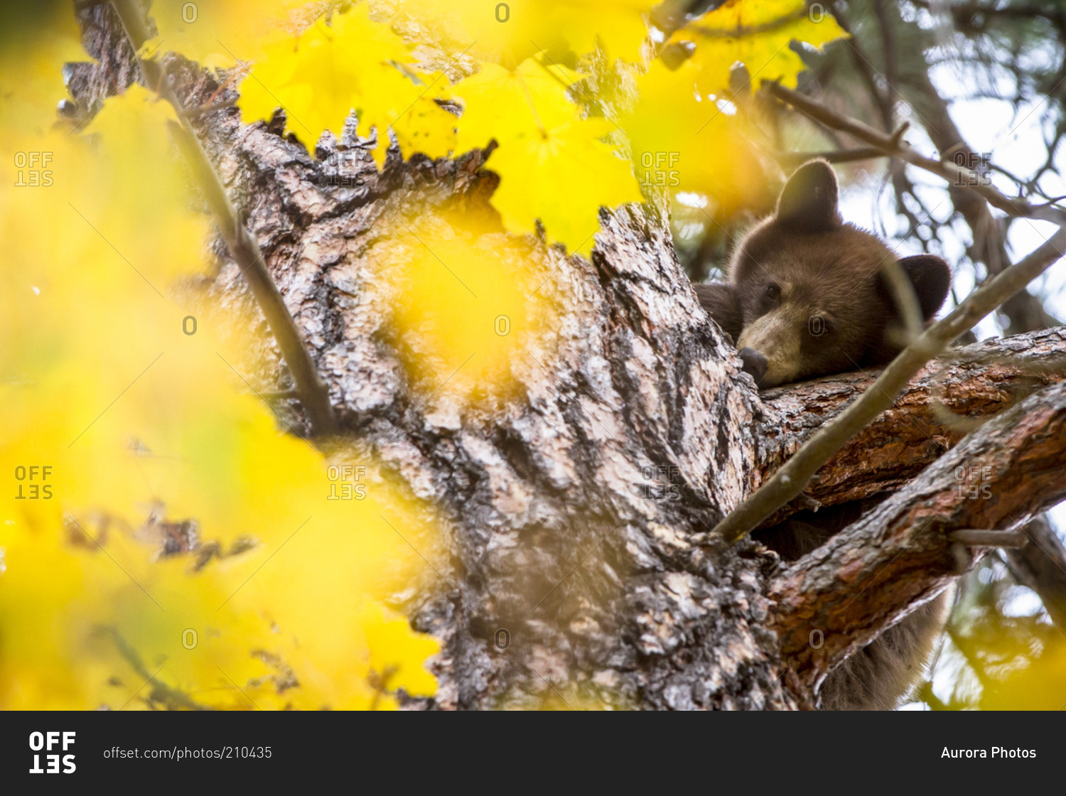 a-black-bear-cub-hides-in-a-tree-near-missoula-montana-stock-photo