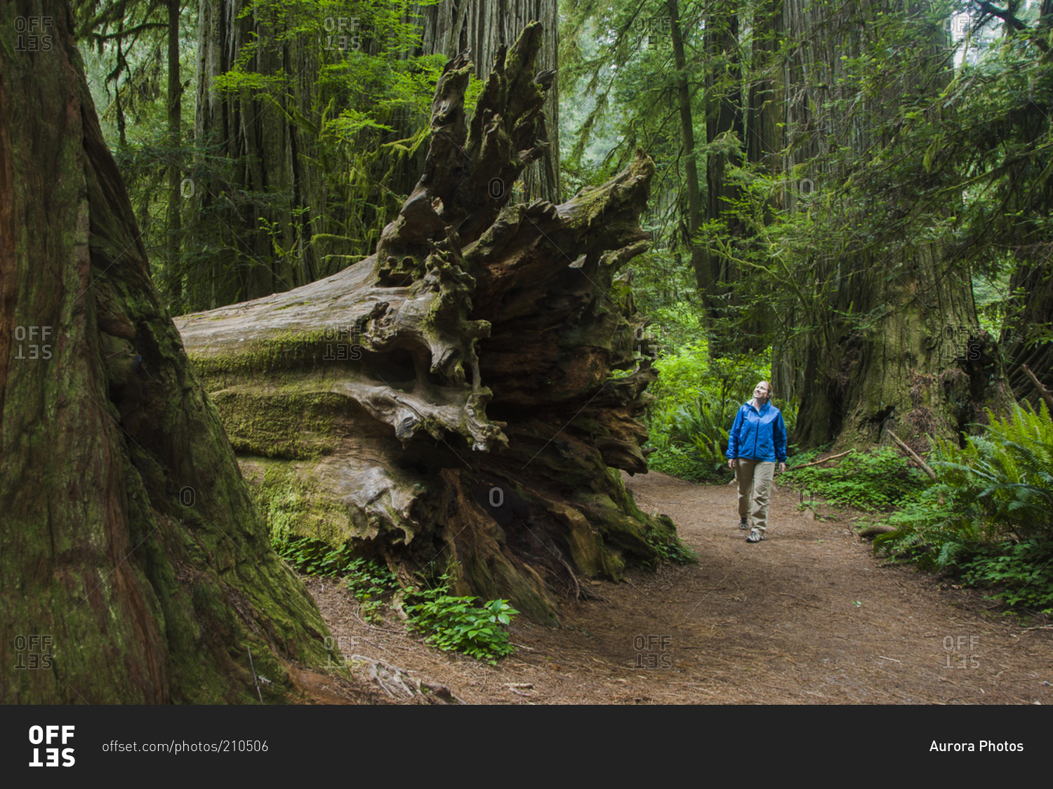 Woman by fallen Redwood Tree in Redwood National Park, California