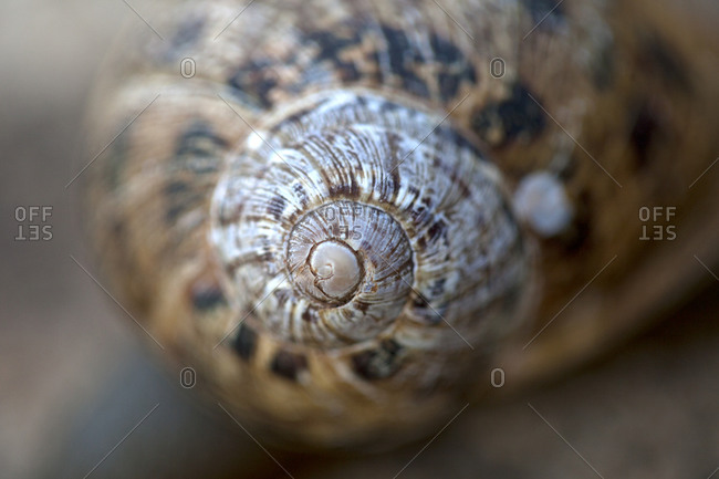 Close up of Spanish snail shell spiral