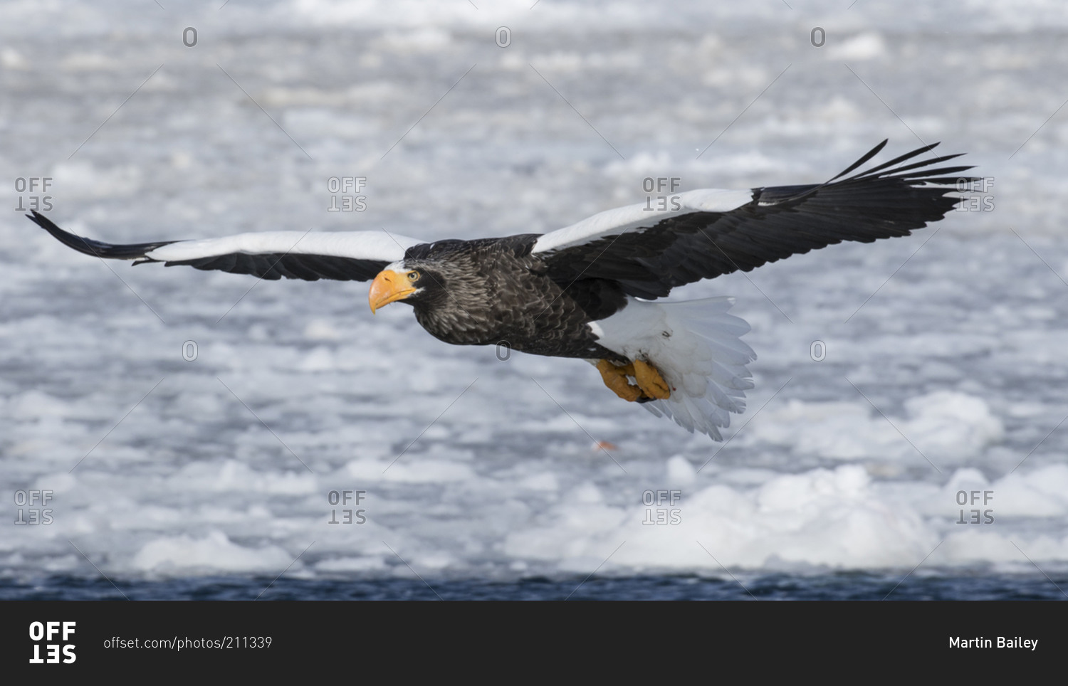 Steller's sea eagle flying over ocean